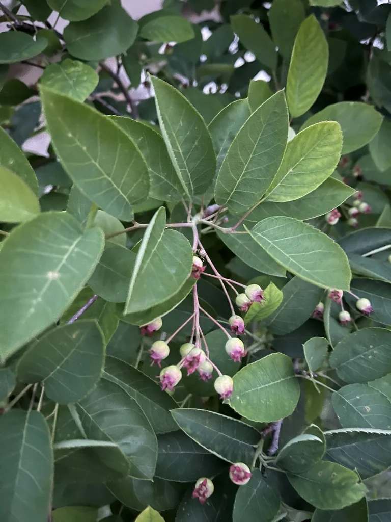 Amelanchier Arborea