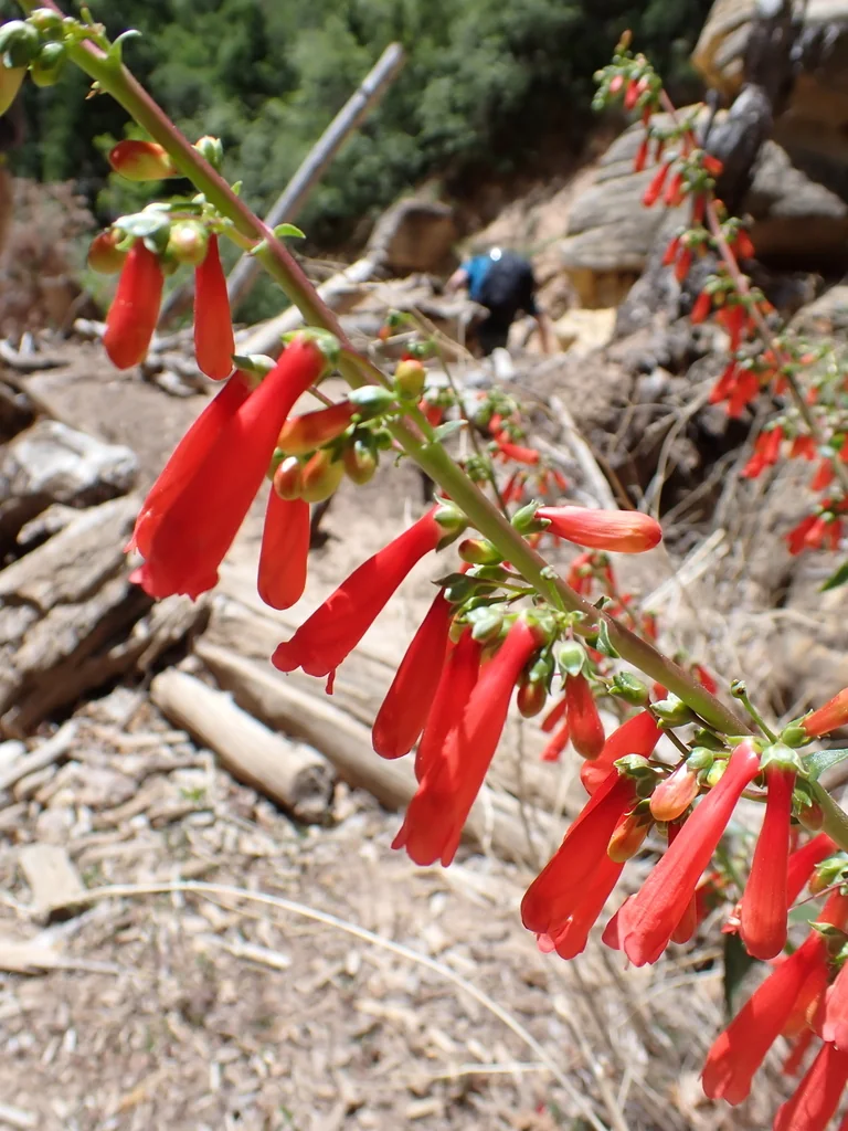 Penstemon Eatonii