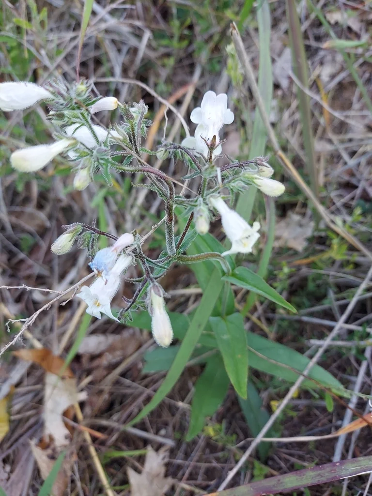 Penstemon Laevigatus