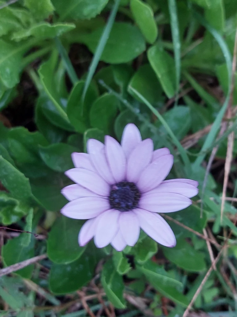 Osteospermum Fruticosum