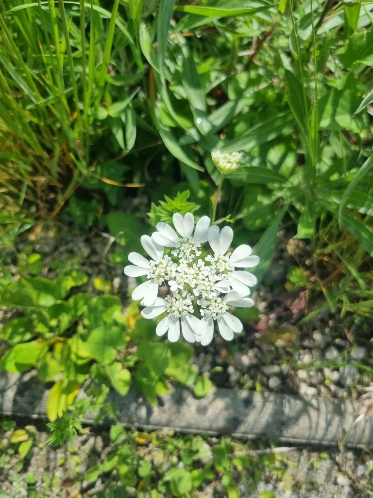Orlaya Grandiflora