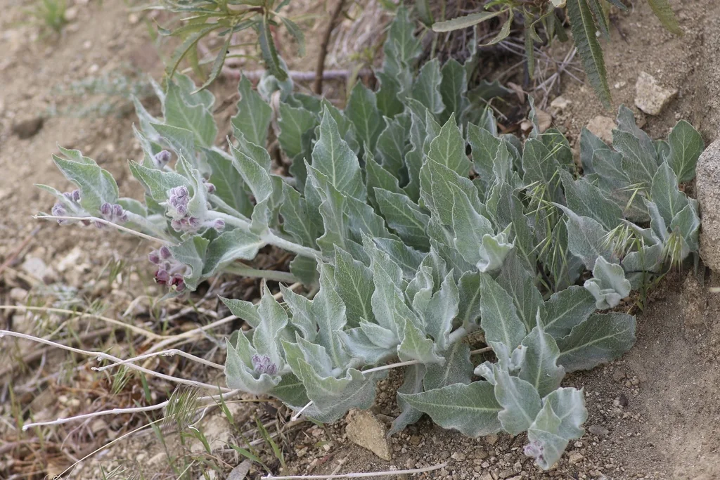 Asclepias Californica