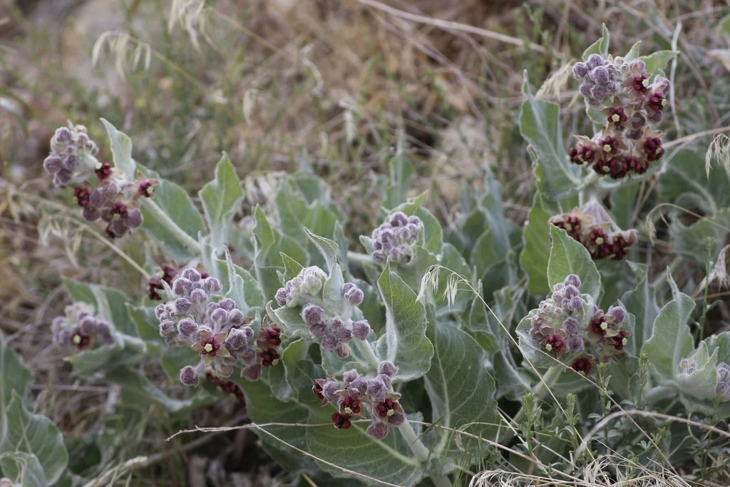 Asclepias Californica