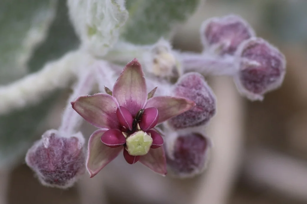 Asclepias Californica