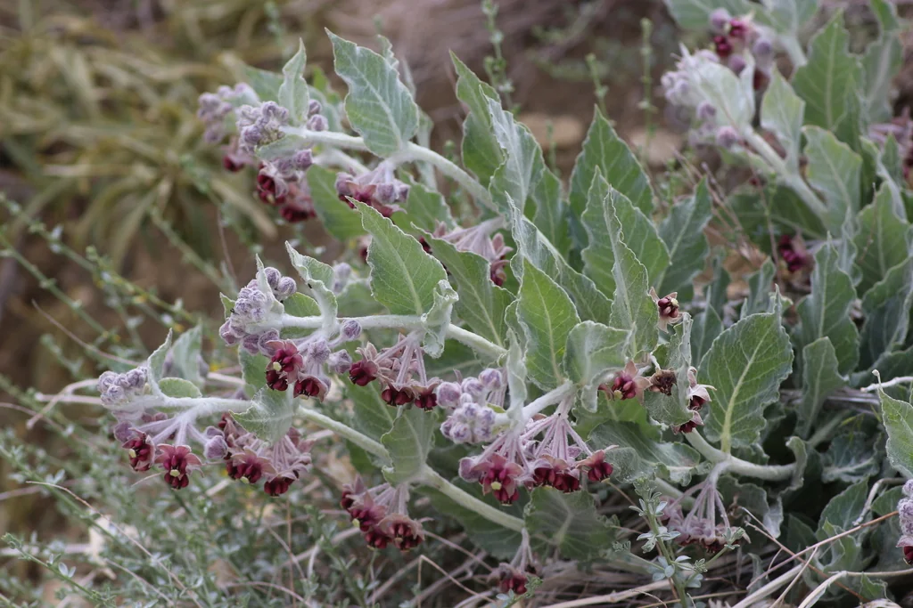 Asclepias Californica