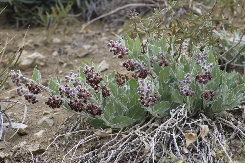 Asclepias Californica