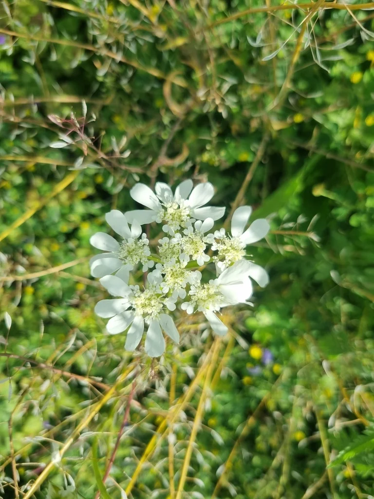 Orlaya Grandiflora