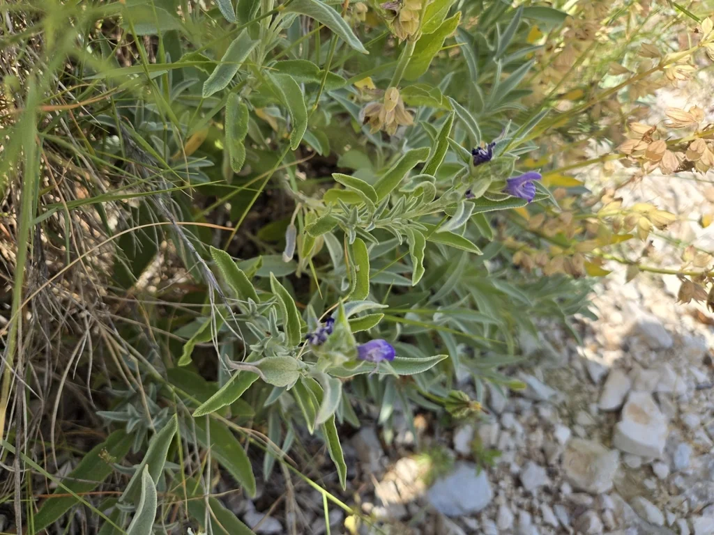 Salvia Officinalis