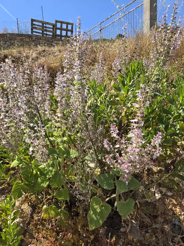 Salvia Sclarea