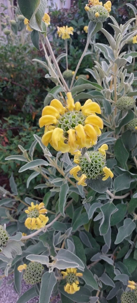 Phlomis Fruticosa