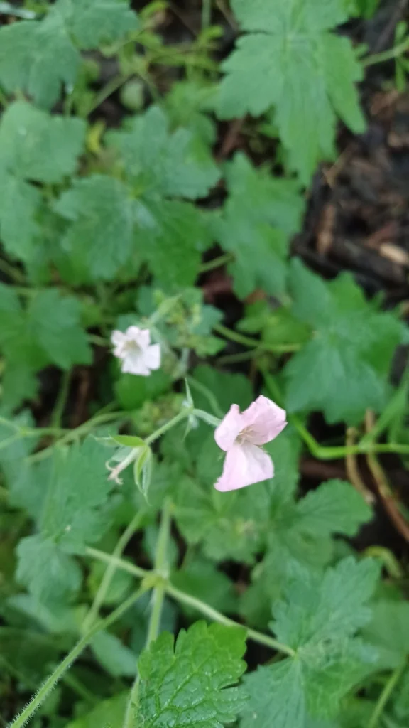 Geranium Endressii