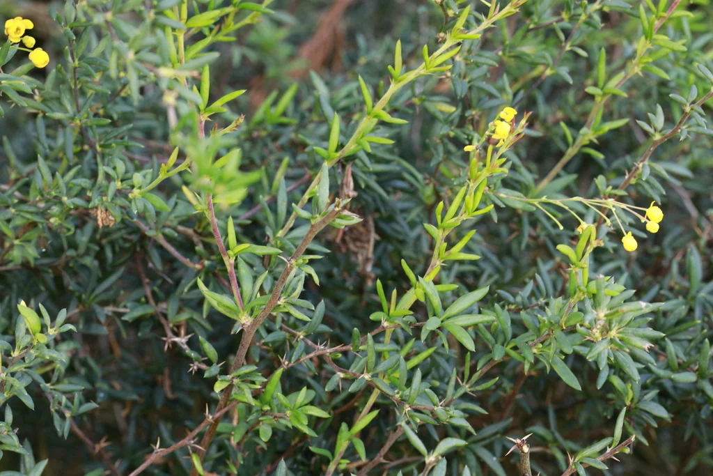Berberis X Stenophylla