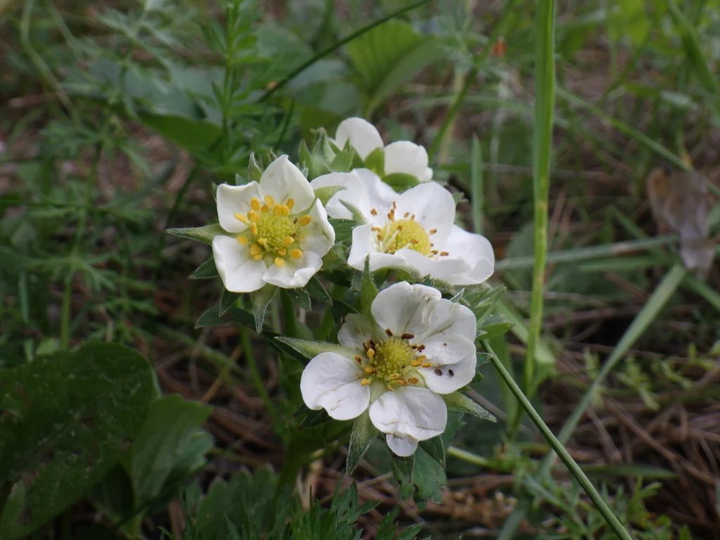 Fragaria ananassa