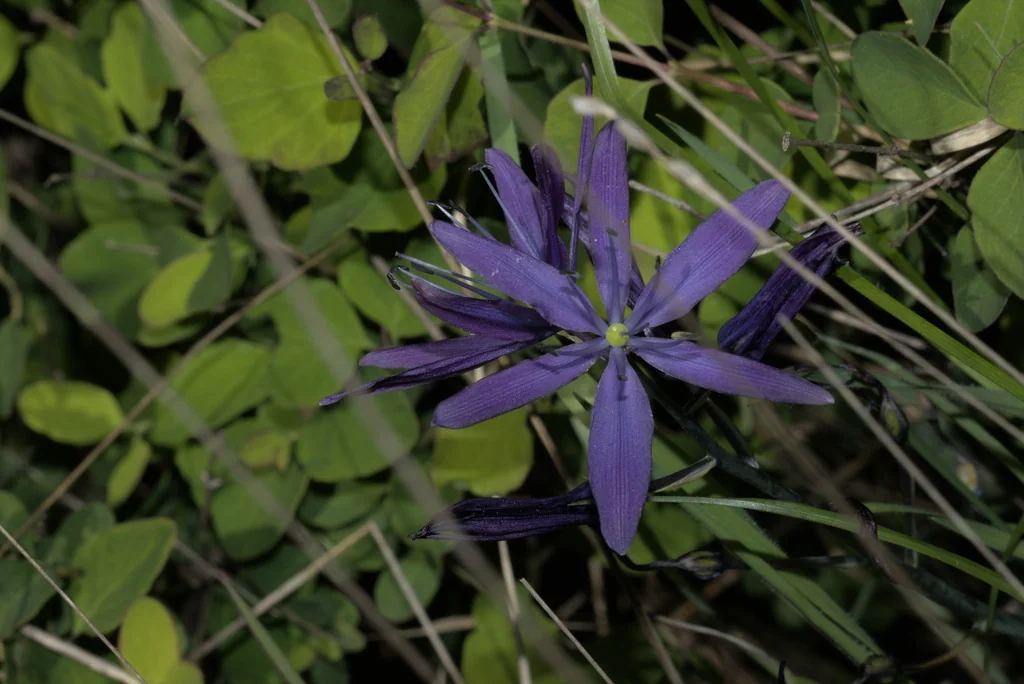 Camassia Leichtlinii