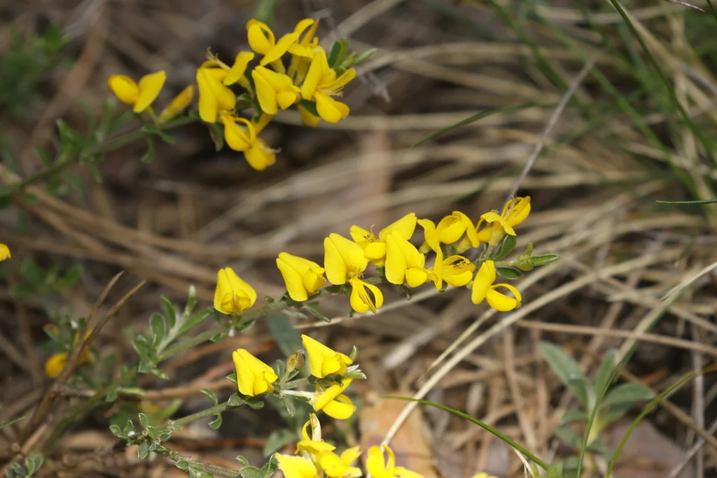 Genista Pilosa