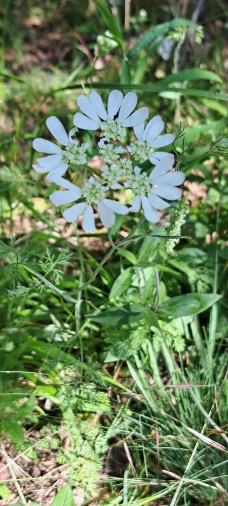 Orlaya Grandiflora