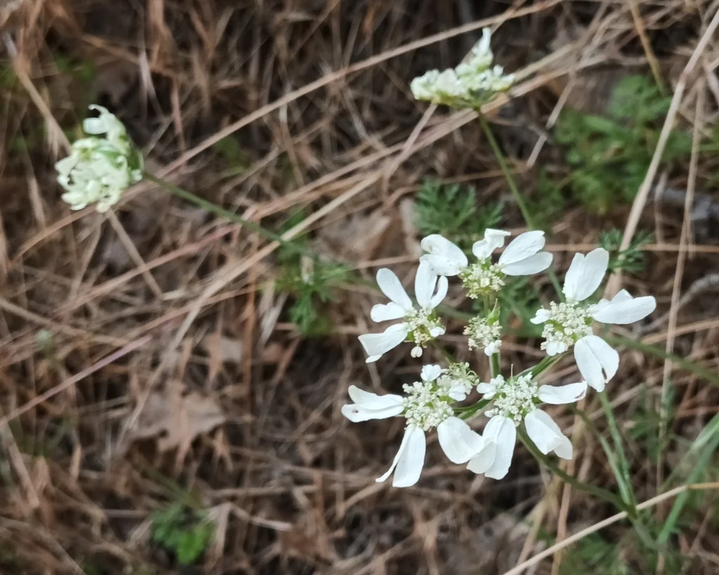 Orlaya Grandiflora