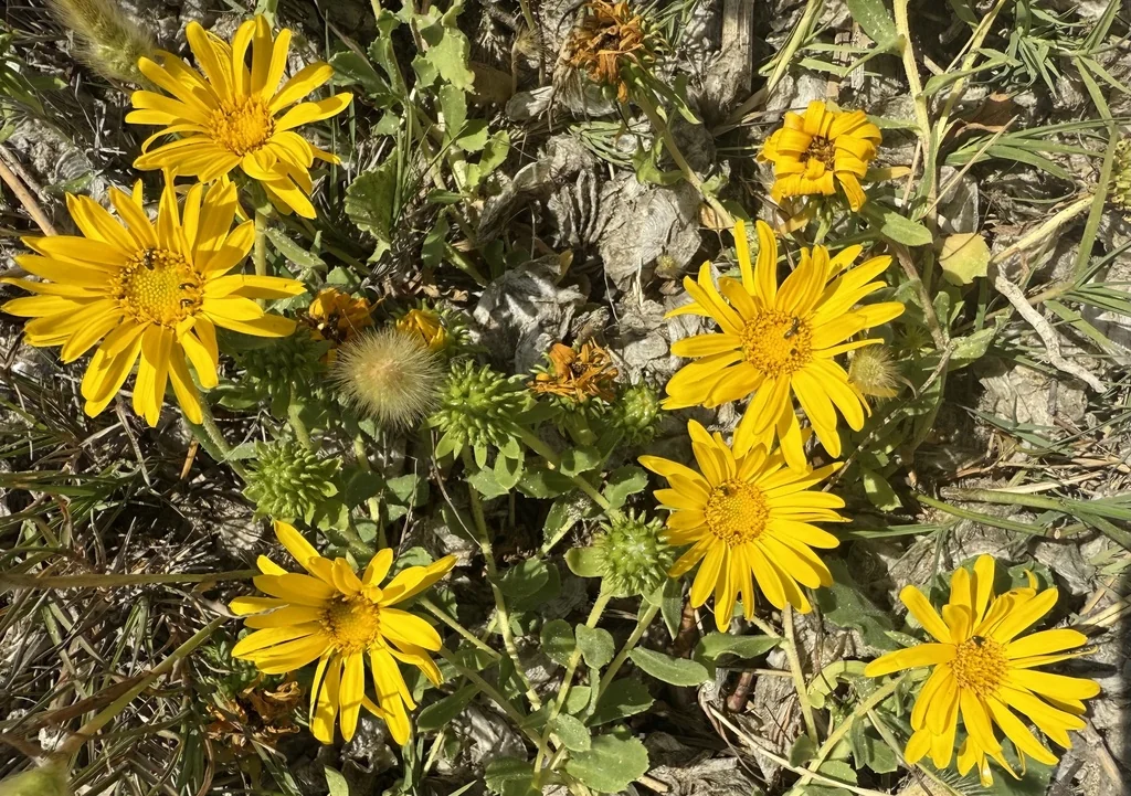 Grindelia stricta