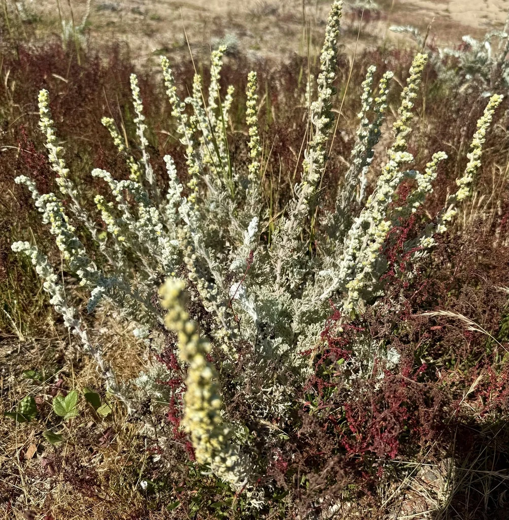 Artemisia Pycnocephala