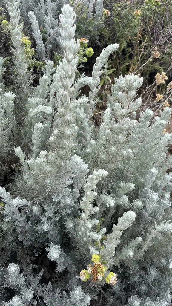 Artemisia Pycnocephala