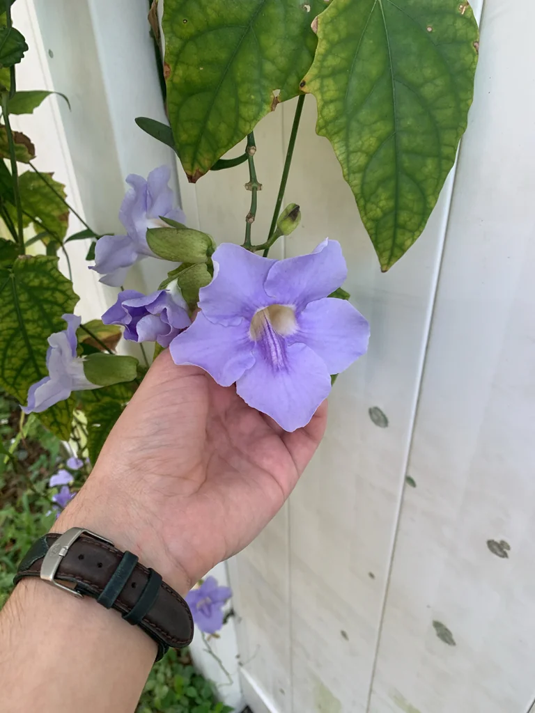 Thunbergia Grandiflora
