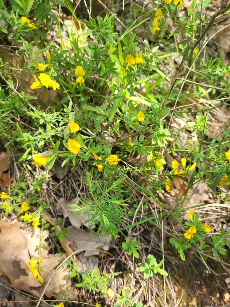 Genista Pilosa