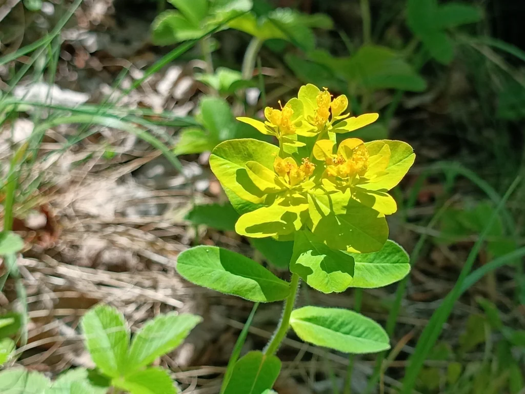 Euphorbia Polychroma