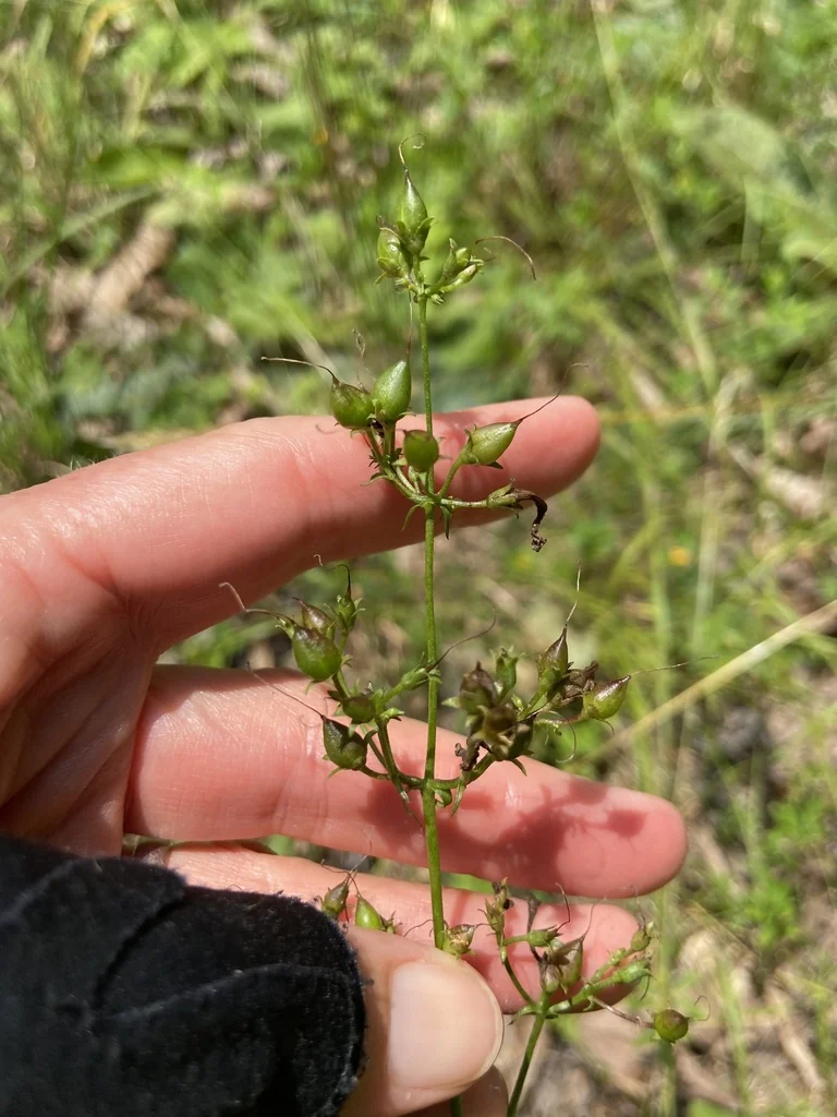 Penstemon Laevigatus