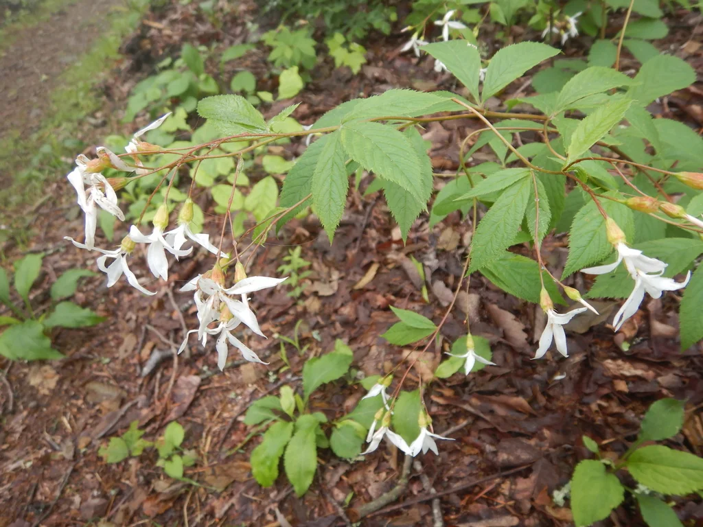 Porteranthus Trifoliatus