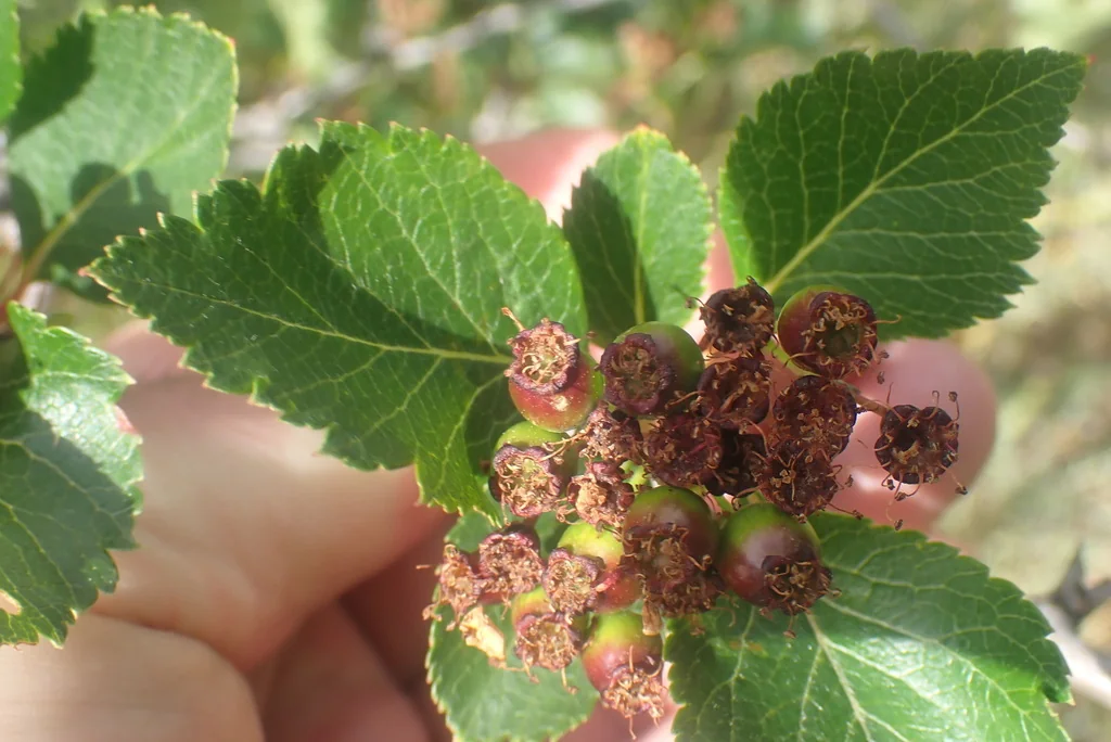 Crataegus Douglasii