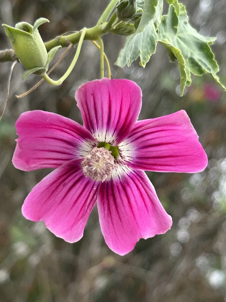 Lavatera Assurgentiflora