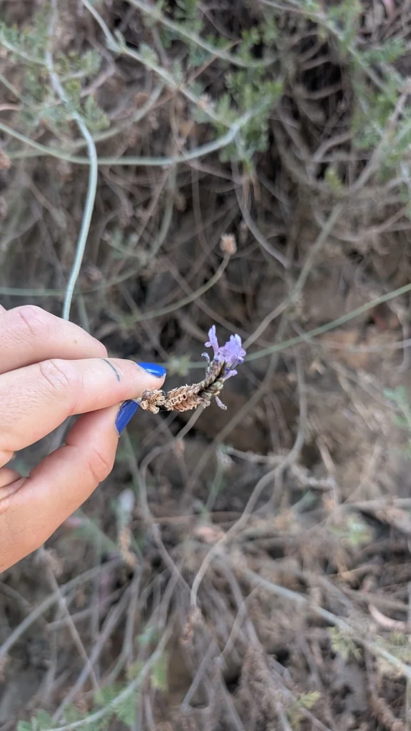 Lavandula Multifida