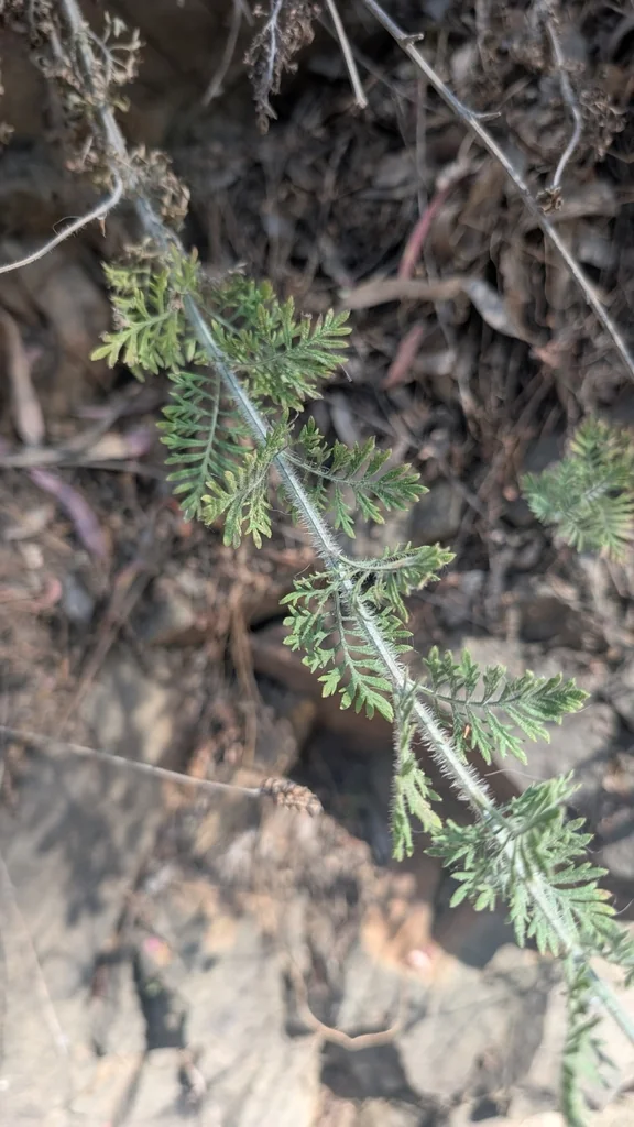 Lavandula Multifida