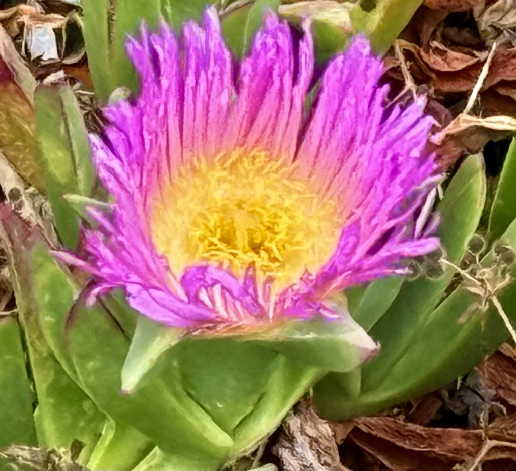 Carpobrotus Chilensis