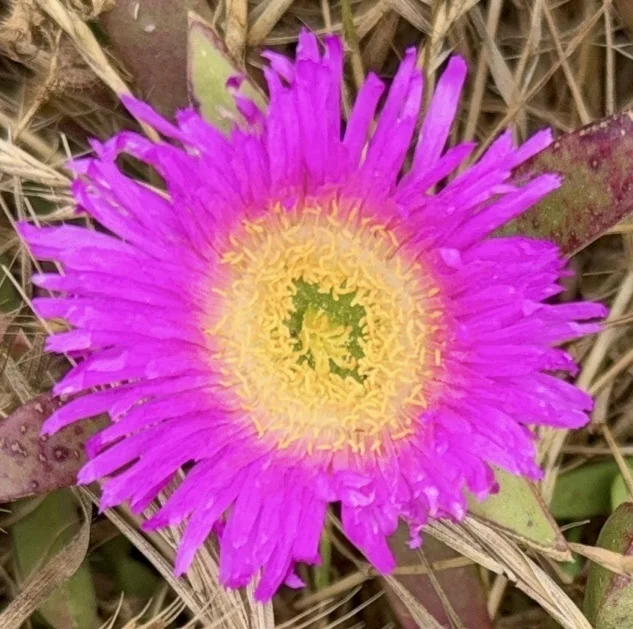 Carpobrotus Chilensis