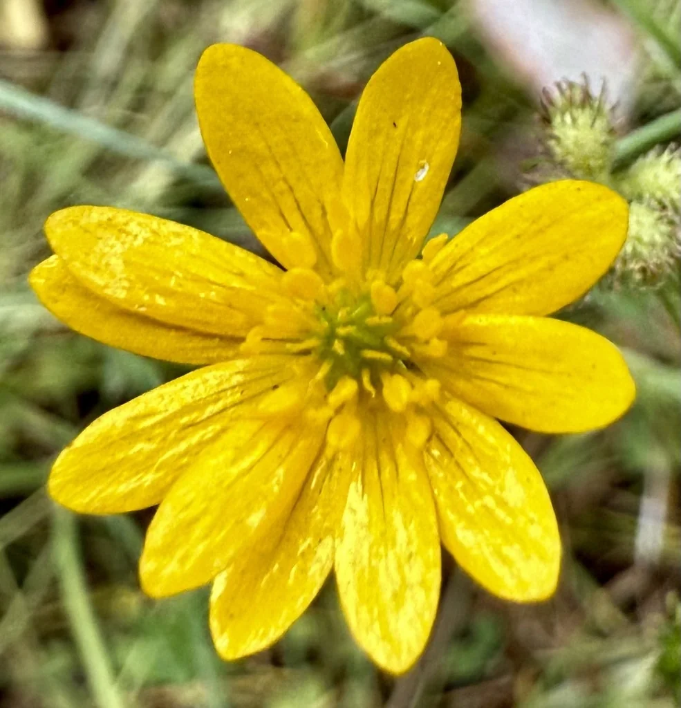 Ranunculus Californicus