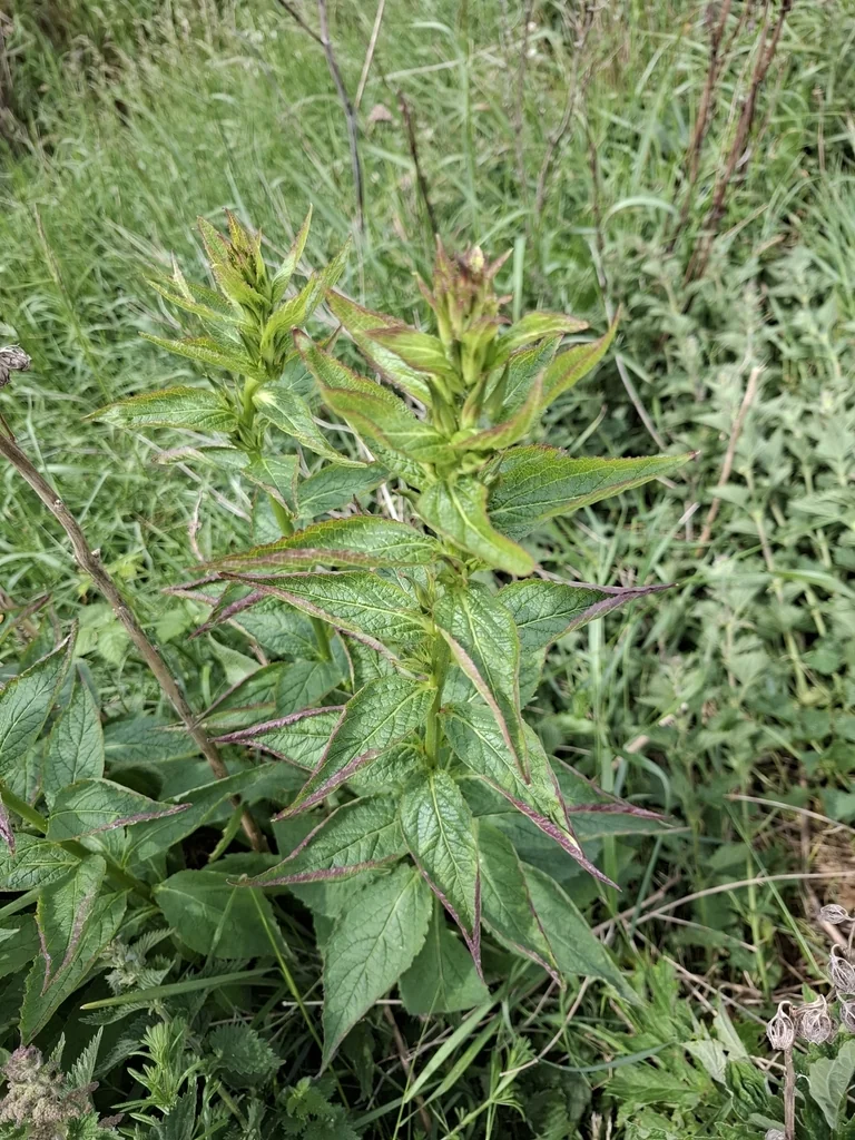 Campanula Latifolia