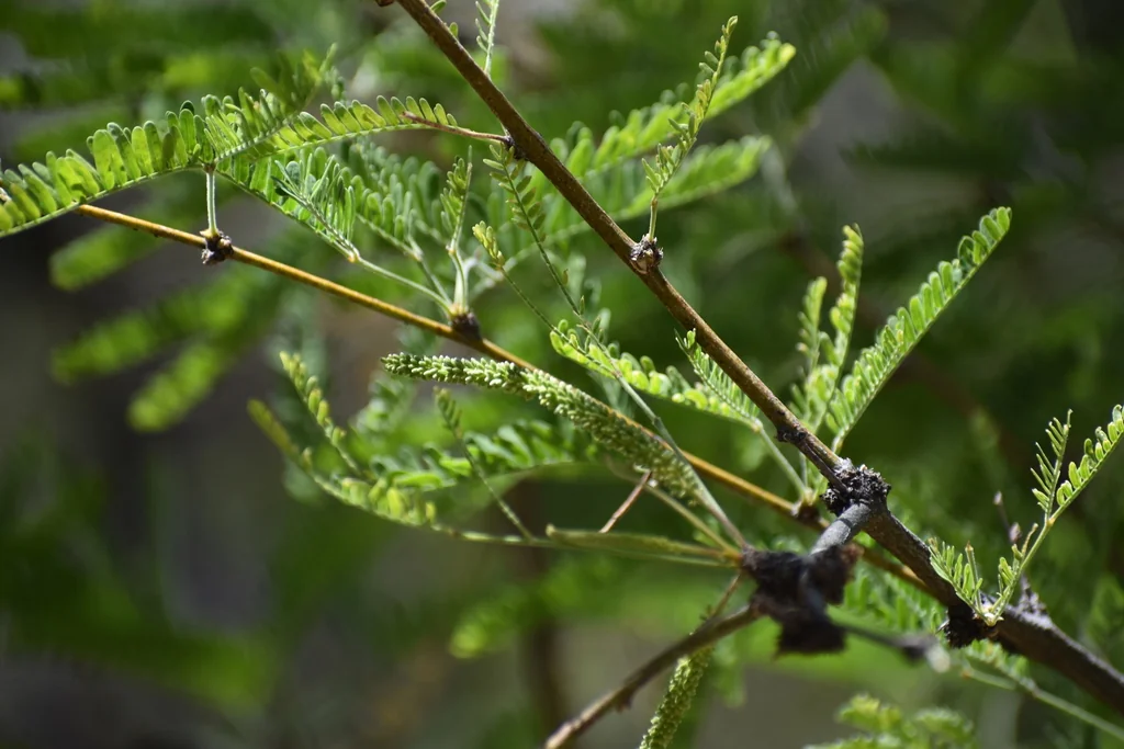 Prosopis Velutina