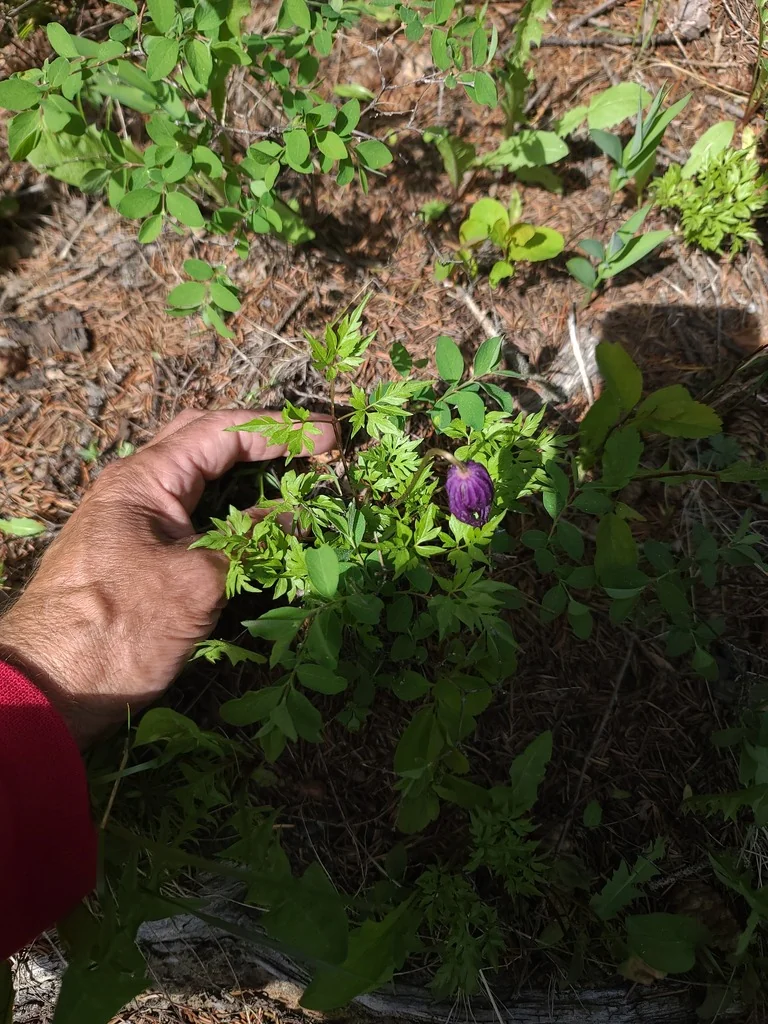 Clematis Columbiana