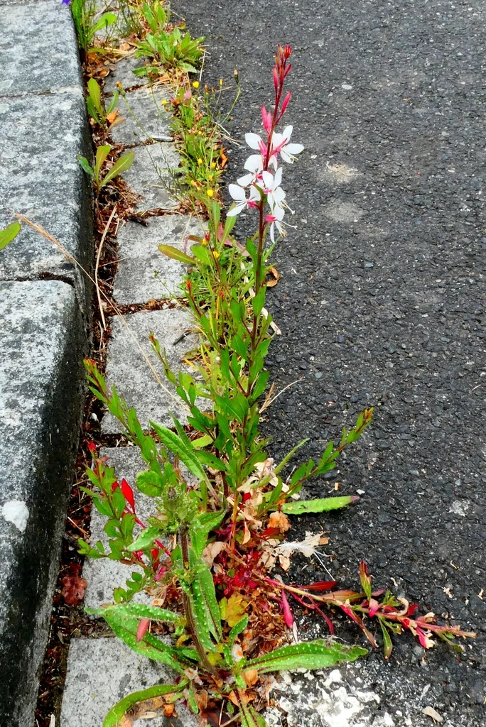 Oenothera lindheimeri