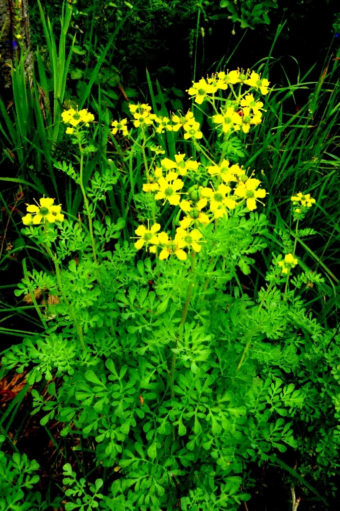 Ruta Graveolens