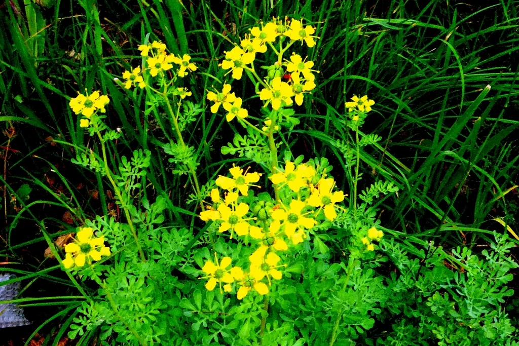Ruta Graveolens