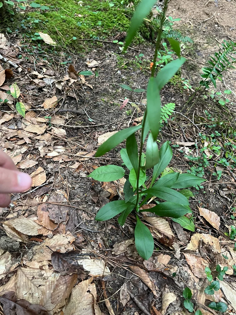 Chamaelirium Luteum
