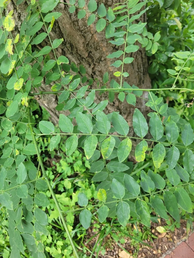 Styphnolobium Japonicum