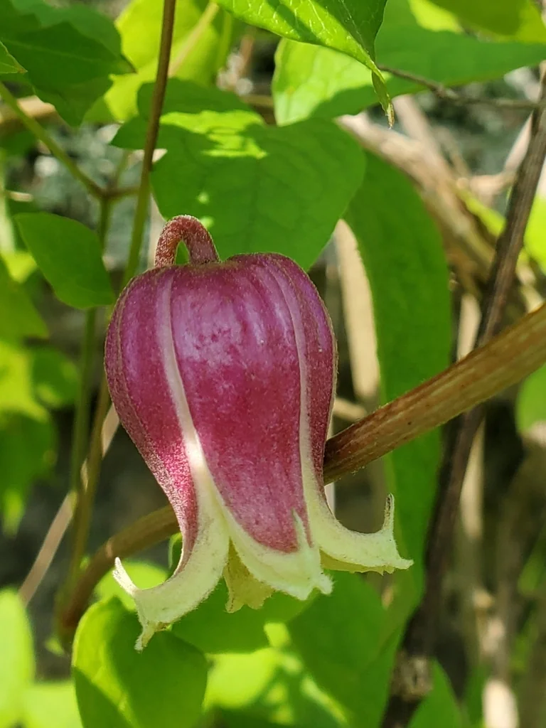 Clematis Viorna