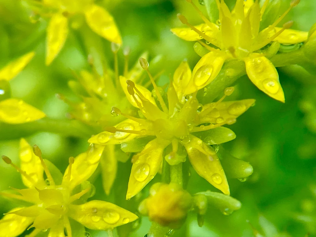 Sedum mexicanum