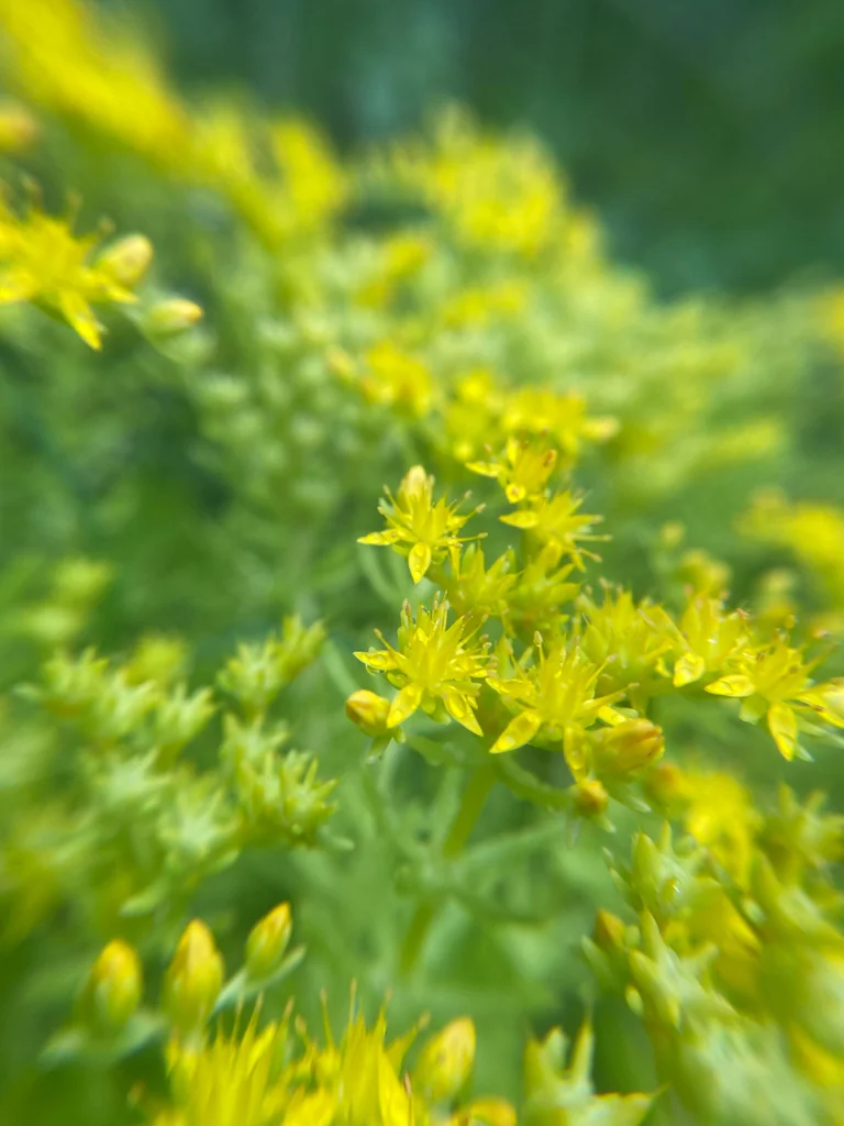 Sedum mexicanum