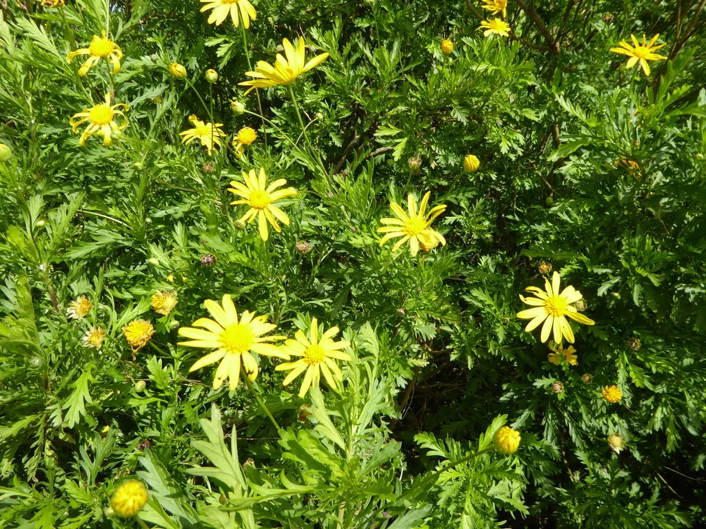 Euryops Chrysanthemoides