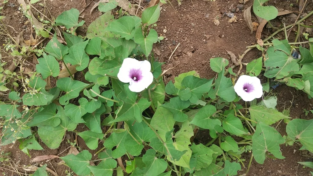 Ipomoea batatas