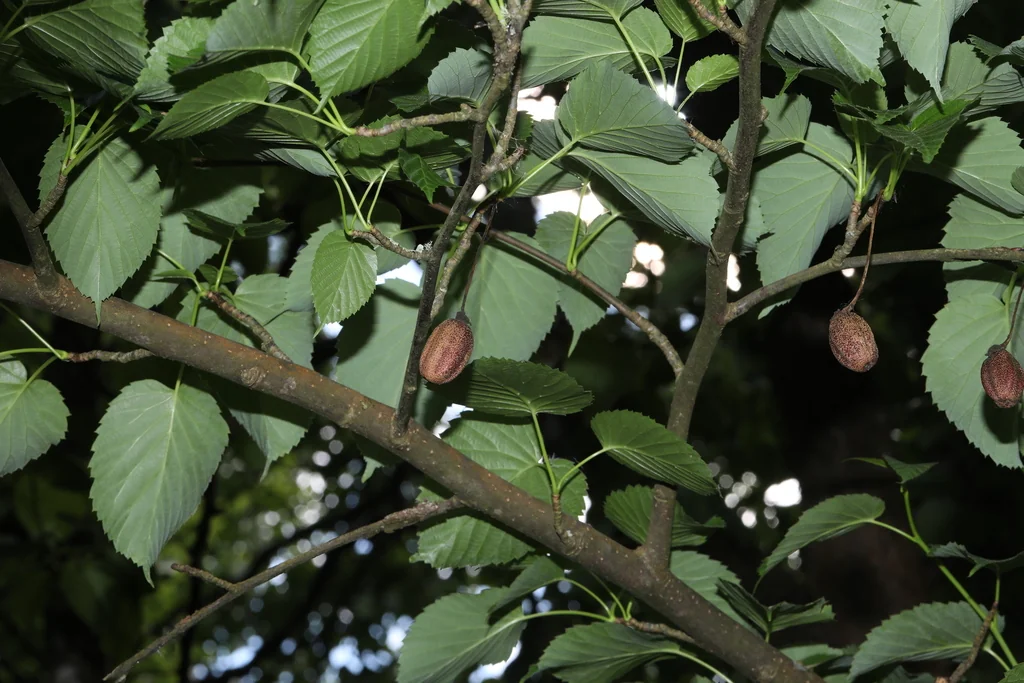 Davidia Involucrata